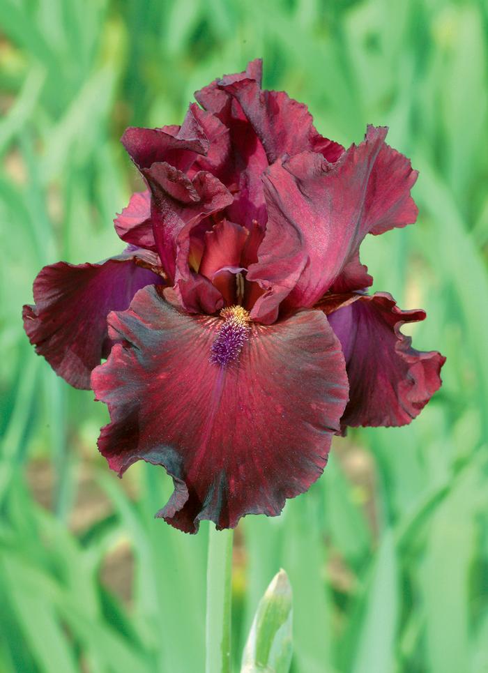 Wholesale Iris Germanica 'Rio Rojo' - Bearded Iris | A.D.R. Bulbs