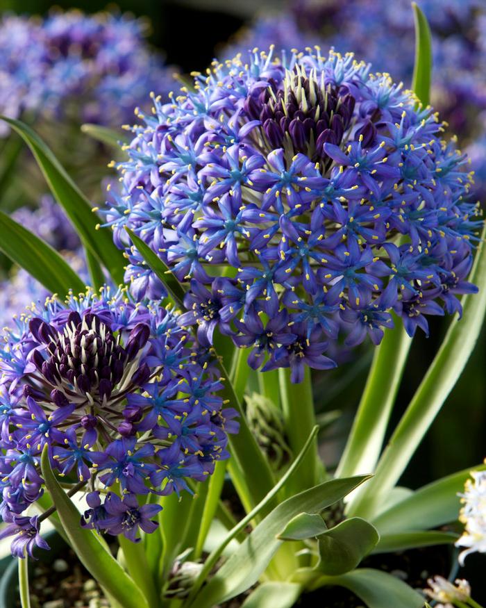 Wholesale Scilla 'Peruviana' - Siberian Squill | A.D.R. Bulbs