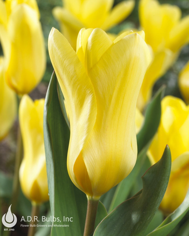 Wholesale Tulipa Emperor 'Golden Emperor' - Tulip | A.D.R. Bulbs