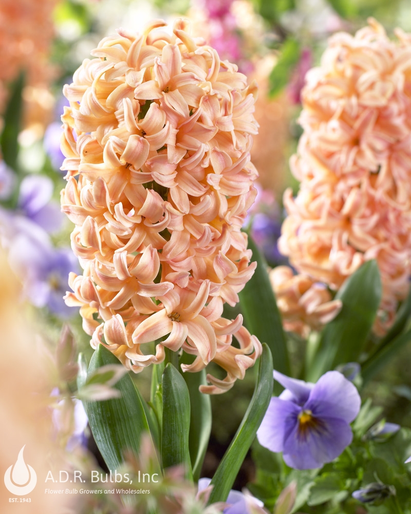 Wholesale Hyacinthus Orientalis 'Gypsy Queen' - Hyacinth | A.D.R. Bulbs