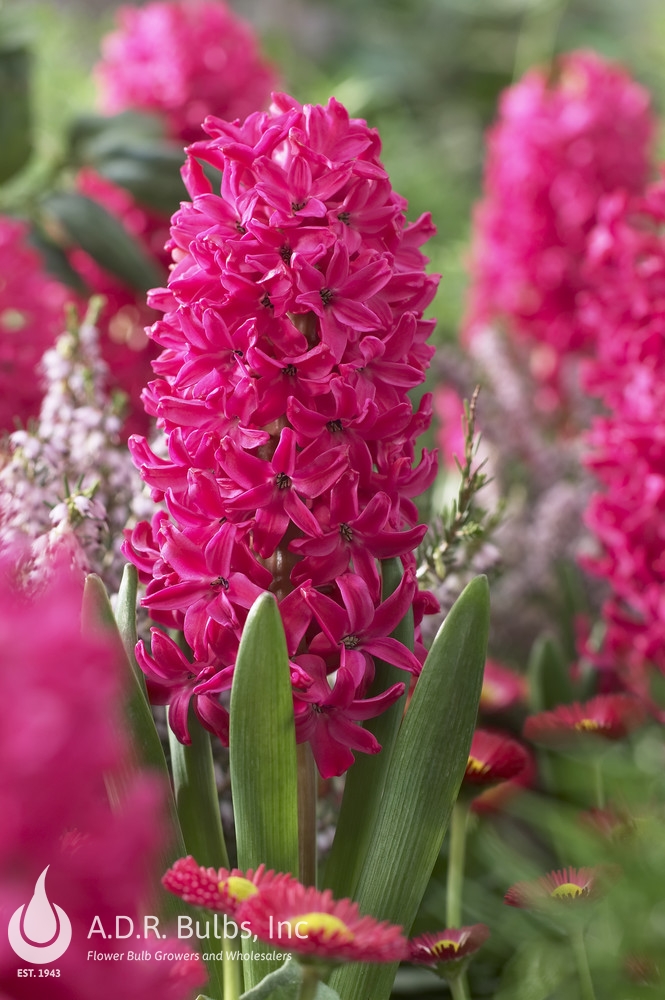 Wholesale Hyacinthus Orientalis 'Jan Bos' - Hyacinth | A.D.R. Bulbs