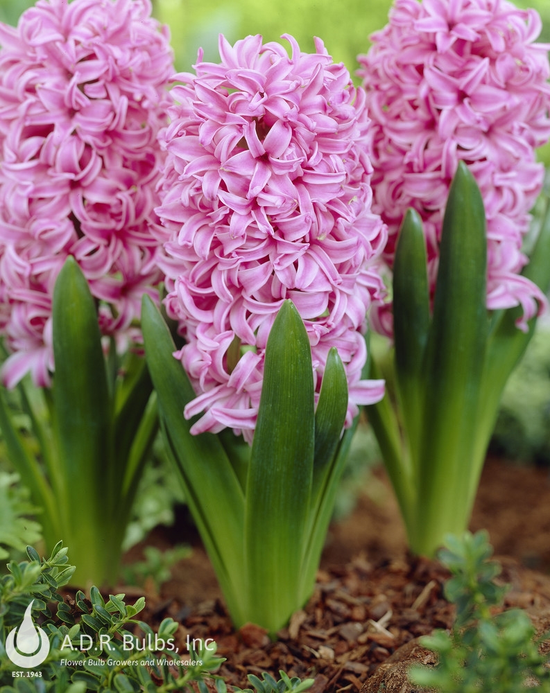 Wholesale Hyacinthus Orientalis 'Pink Pearl' - Hyacinth | A.D.R. Bulbs