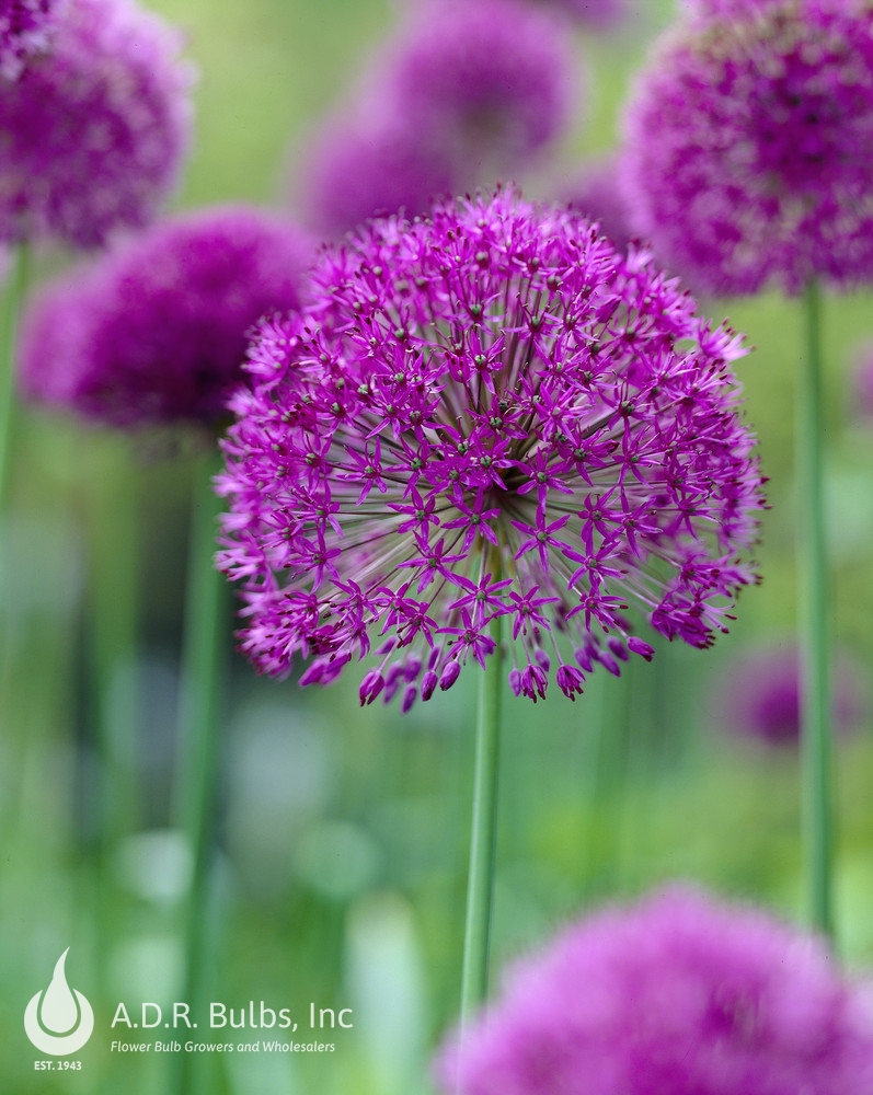 Wholesale Allium Tall 'Purple Sensation' - Ornamental Onion | A.D.R. Bulbs