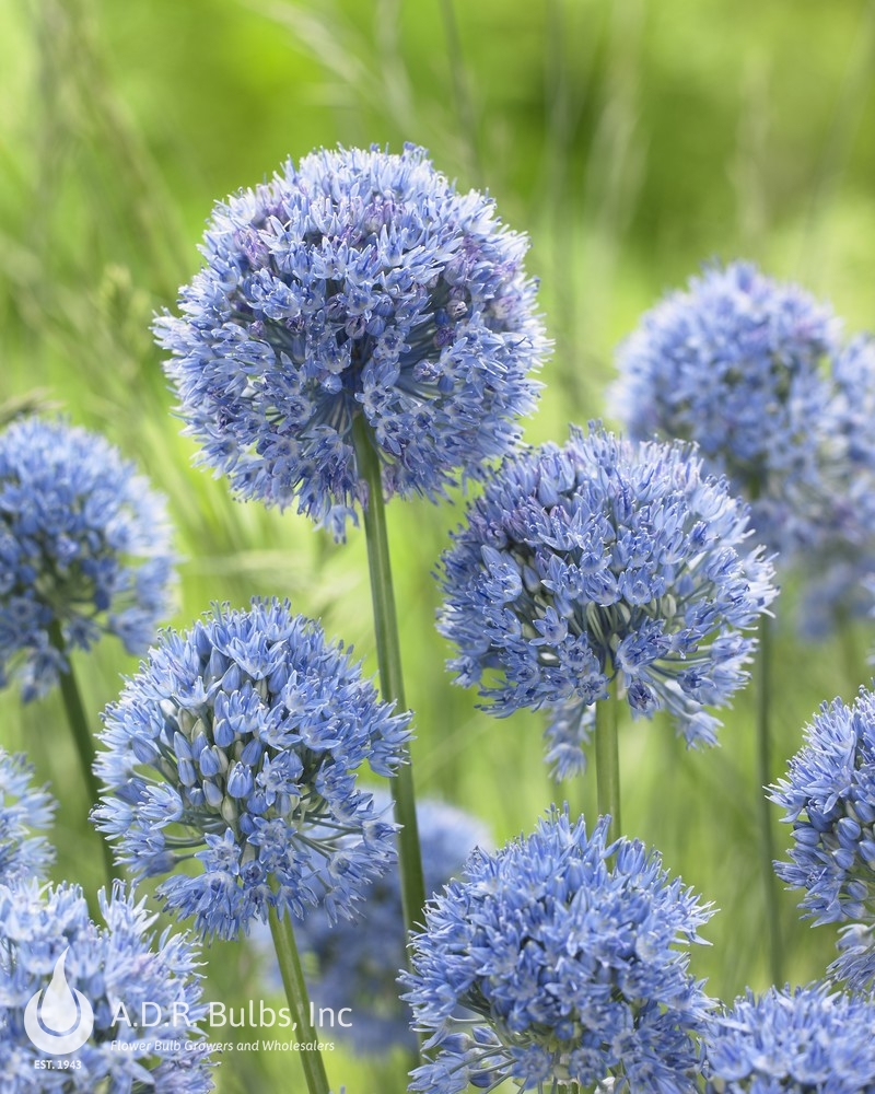 Wholesale Allium Miniature 'Azureum' (Caeruleum) - Ornamental Onion | A.D.R. Bulbs