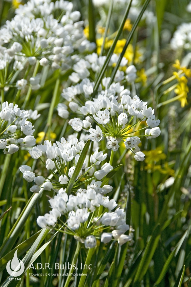 Wholesale Allium Miniature 'Cowanii' - Ornamental Onion | A.D.R. Bulbs