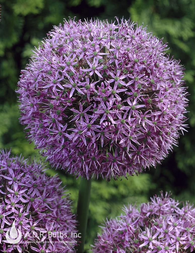 Wholesale Allium Giant 'Gladiator' - Ornamental Onion | A.D.R. Bulbs