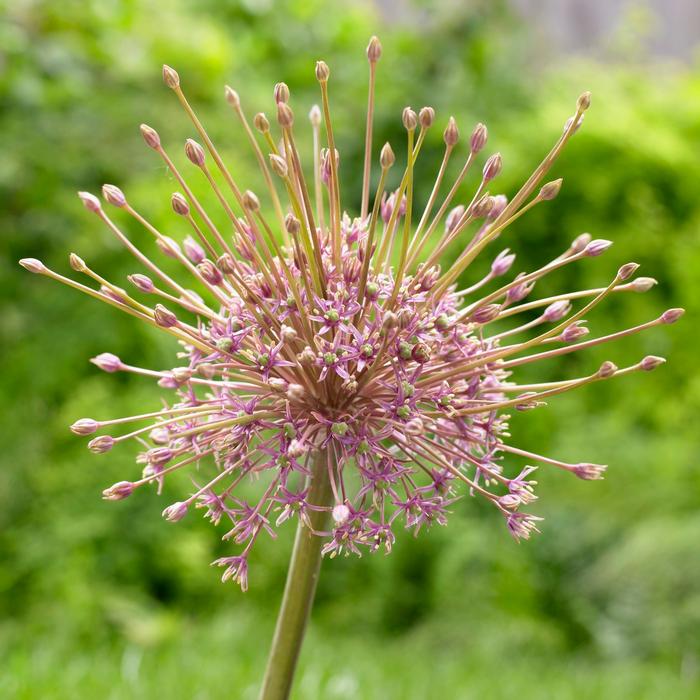 Wholesale Allium Tall 'Schubertii' - Ornamental Onion | A.D.R. Bulbs