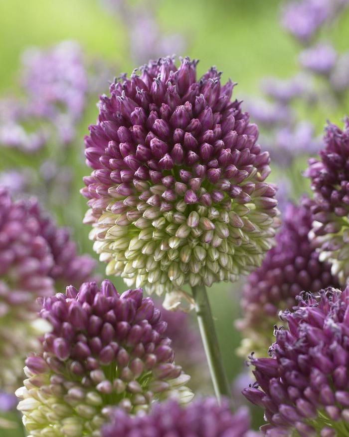 Wholesale Allium Miniature 'Sphaerocephalon' (Drumsticks) - Ornamental Onion | A.D.R. Bulbs