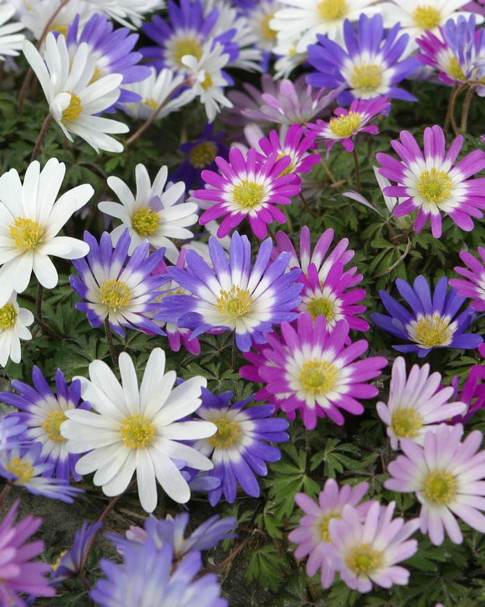 Wholesale Anemone Blanda 'Mixture' - Anemone | A.D.R. Bulbs