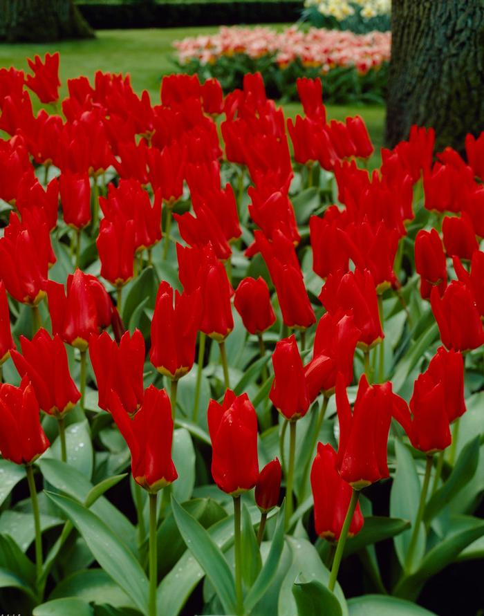 Wholesale Tulipa Emperor 'Red Emperor' - Tulip | A.D.R. Bulbs