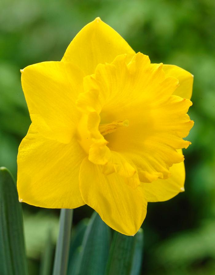 Wholesale Narcissi Trumpet 'Dutch Master' - Daffodil | A.D.R. Bulbs