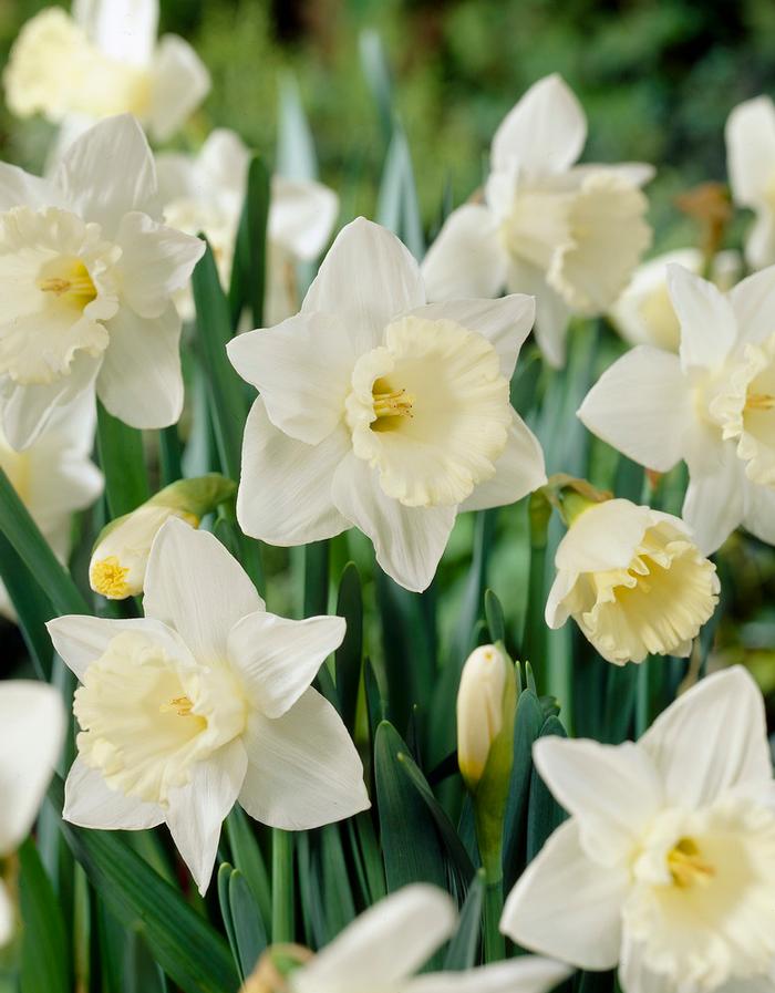 Wholesale Narcissi Trumpet 'Mount Hood' - Daffodil | A.D.R. Bulbs