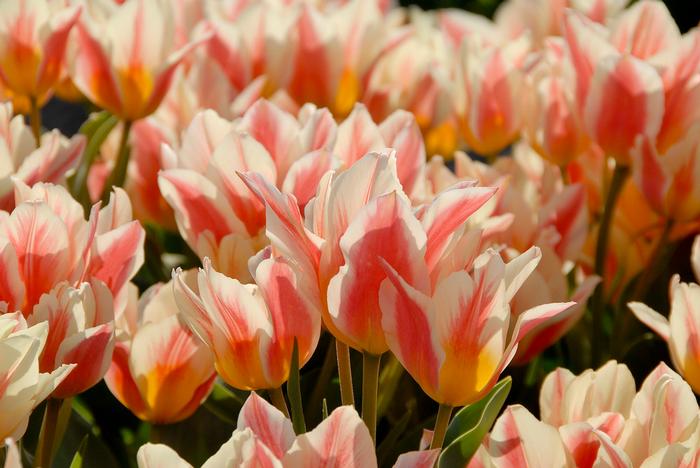 Wholesale Tulipa Bunch Flowering 'Quebec' - Tulip | A.D.R. Bulbs