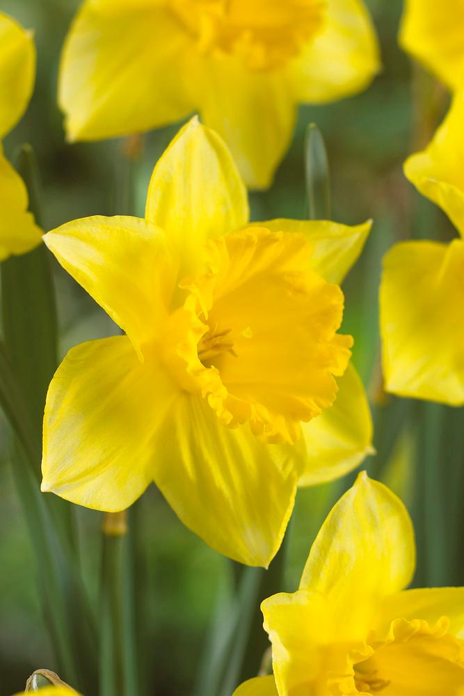 Wholesale Narcissi Large Cupped 'Carlton' - Daffodil | A.D.R. Bulbs