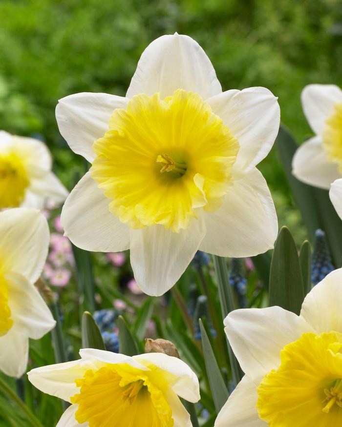 Wholesale Narcissi Large Cupped 'Ice Follies' - Daffodil | A.D.R. Bulbs