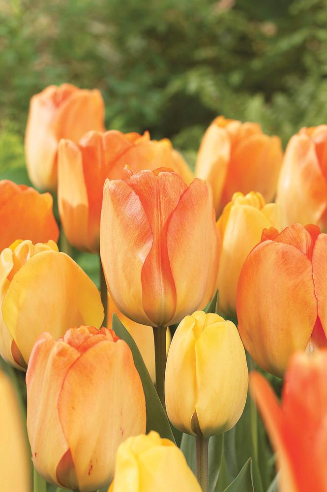 Wholesale Tulipa Darwin Hybrid 'Daydream' - Tulip | A.D.R. Bulbs