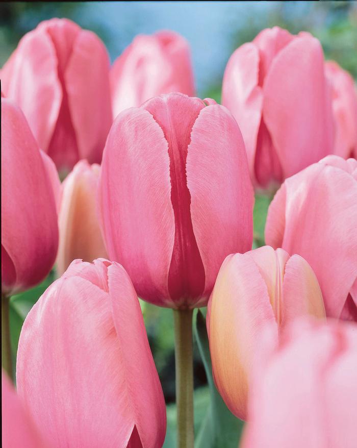 Wholesale Tulipa Darwin Hybrid 'Pink Impression' - Tulip | A.D.R. Bulbs