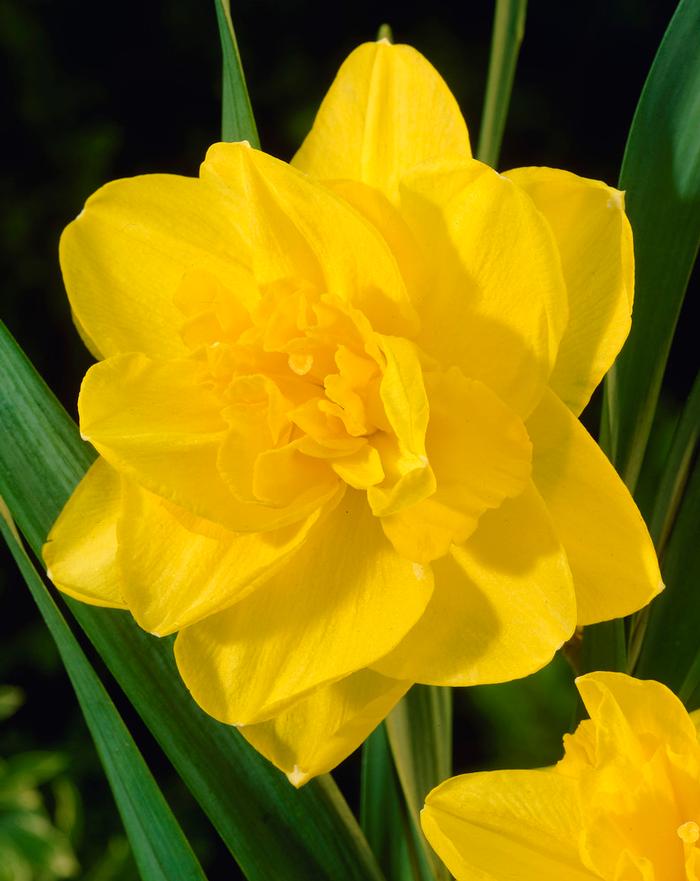 Wholesale Narcissi Double 'Golden Ducat' - Daffodil | A.D.R. Bulbs