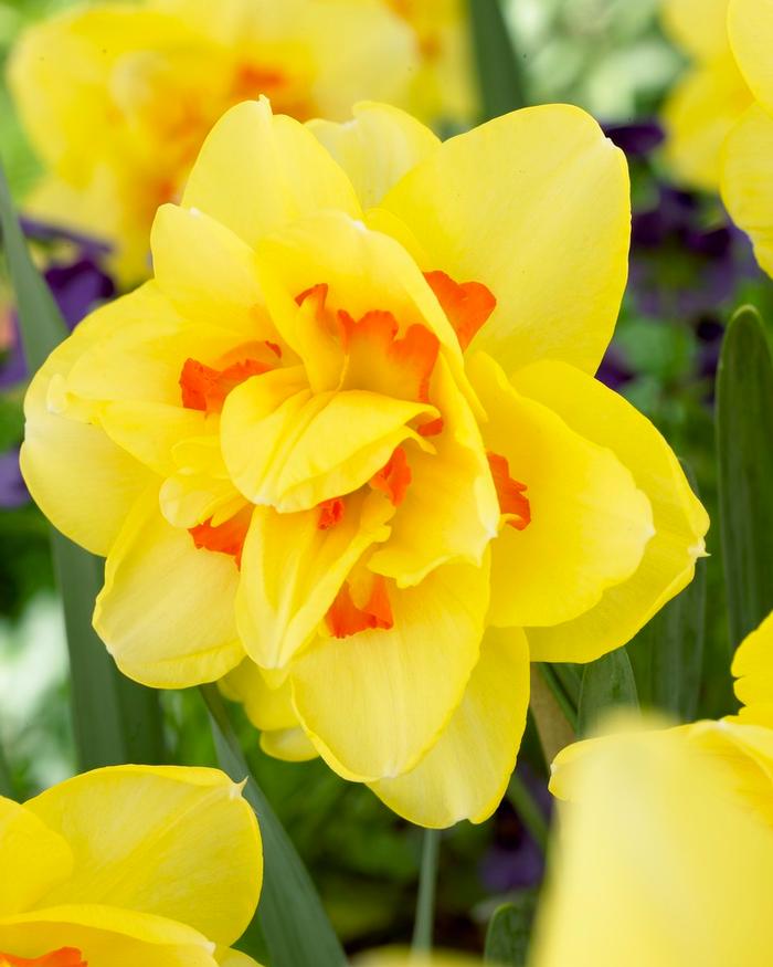 Wholesale Narcissi Double 'Tahiti' - Daffodil | A.D.R. Bulbs