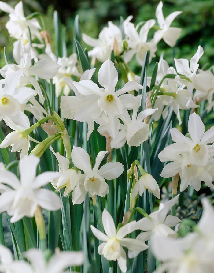 Wholesale Narcissi Miniature 'Thalia' - Daffodil | A.D.R. Bulbs