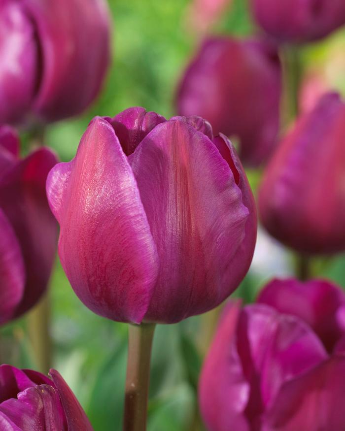 Wholesale Tulipa Triumph 'Negrita' - Tulip | A.D.R. Bulbs