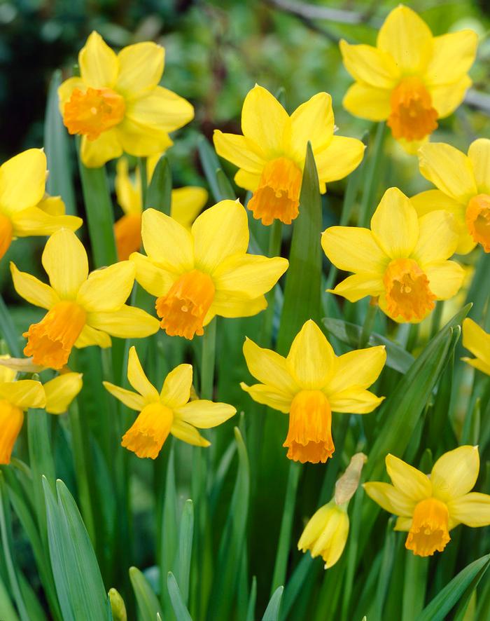 Wholesale Narcissi Miniature 'Jetfire' - Daffodil | A.D.R. Bulbs