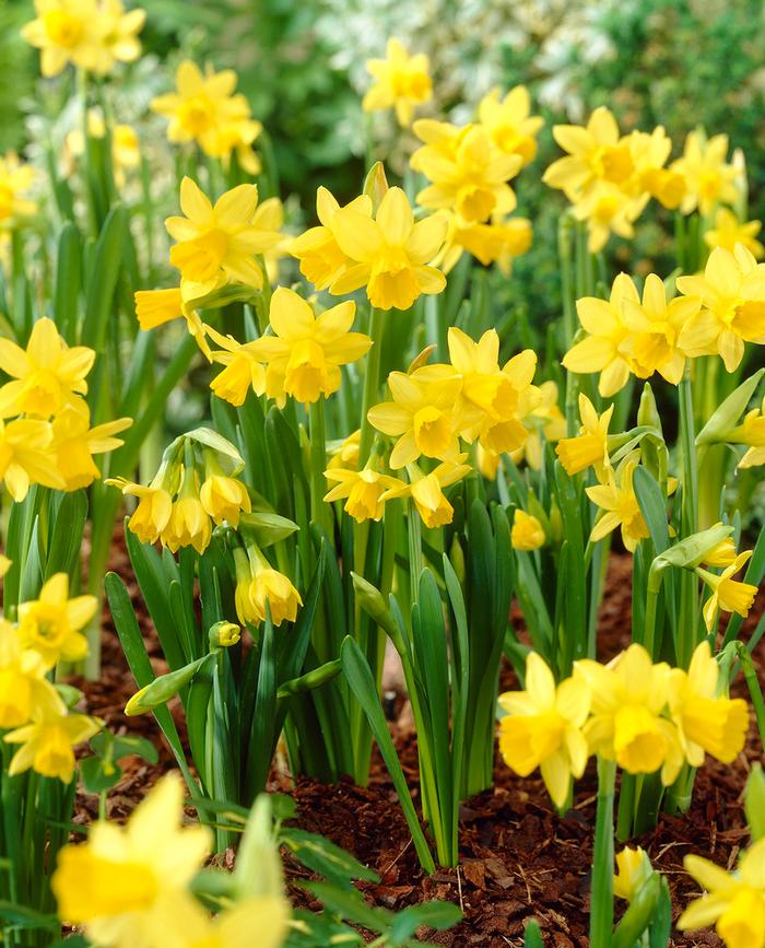 Wholesale Narcissi Miniature 'Tete a Tete' - Daffodil | A.D.R. Bulbs