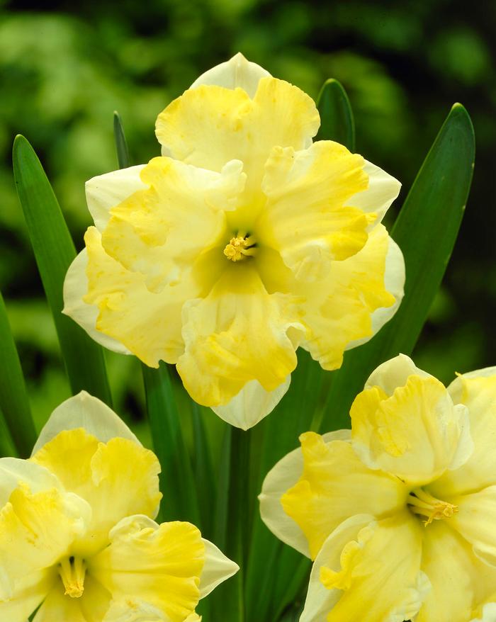 Wholesale Narcissi Butterfly 'Cassata' - Daffodil | A.D.R. Bulbs