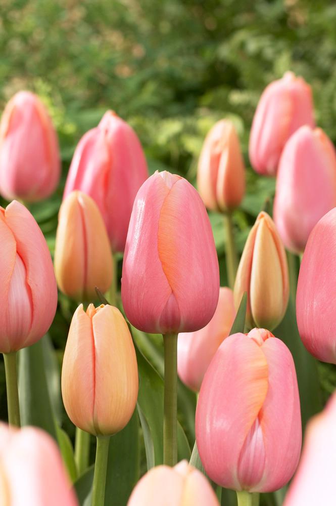 Wholesale Tulipa Single Late 'Menton' - Tulip | A.D.R. Bulbs