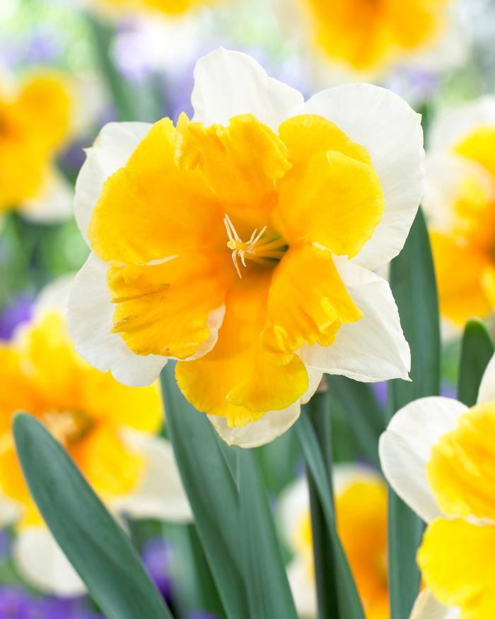 Wholesale Narcissi Butterfly 'Orangery' - Daffodil | A.D.R. Bulbs