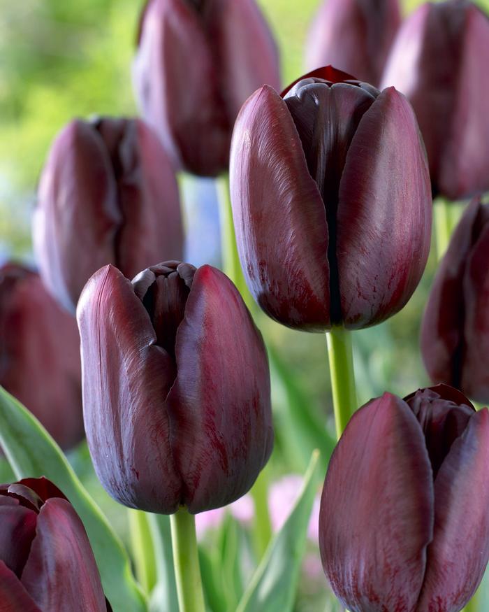 Wholesale Tulipa Single Late 'Queen of Night' - Tulip | A.D.R. Bulbs