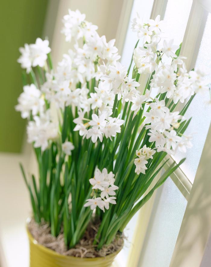 Wholesale Narcissi Tazetta 'Paperwhite Ziva' - Paperwhite | A.D.R. Bulbs