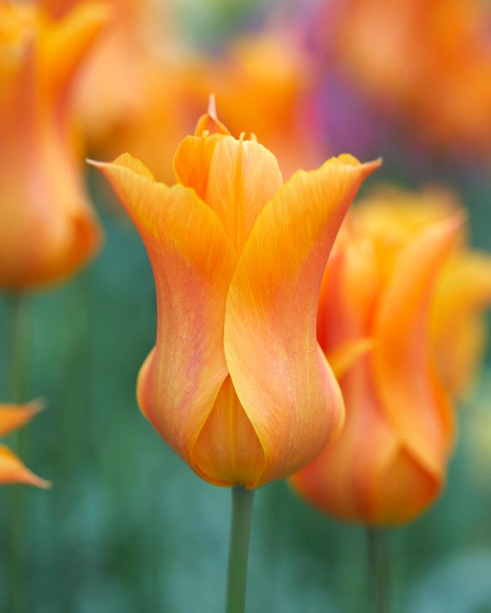 Wholesale Tulipa Lily Flowering 'Ballerina' - Tulip | A.D.R. Bulbs