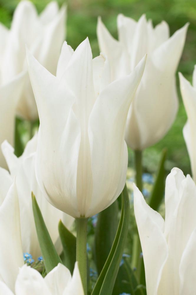 Wholesale Tulipa Lily Flowering 'White Triumphator' - Tulip | A.D.R. Bulbs