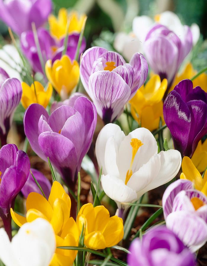 Wholesale Crocus Large Flowering 'Mixture' - Crocus | A.D.R. Bulbs