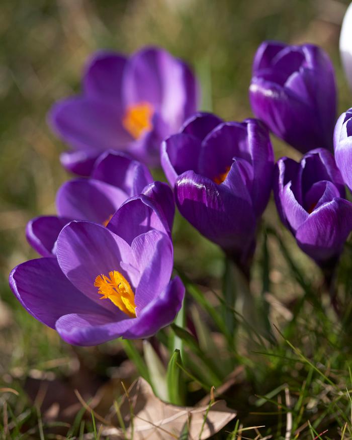 Wholesale Crocus Large Flowering 'Flower Record' - Crocus | A.D.R. Bulbs