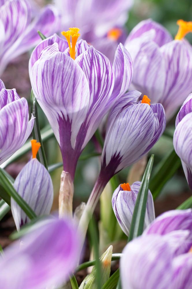 Wholesale Crocus Large Flowering 'Pickwick' - Crocus | A.D.R. Bulbs