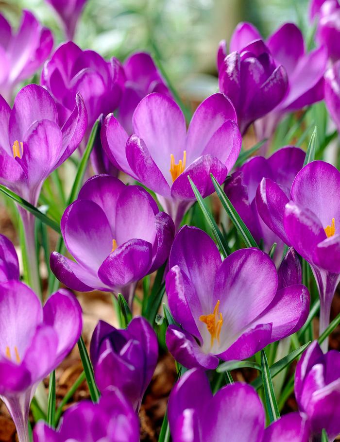 Wholesale Crocus Species 'Ruby Giant' - Crocus | A.D.R. Bulbs