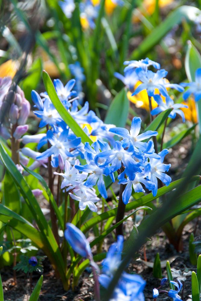 Wholesale Chionodoxa 'Luciliae' - Glory of the Snow | A.D.R. Bulbs