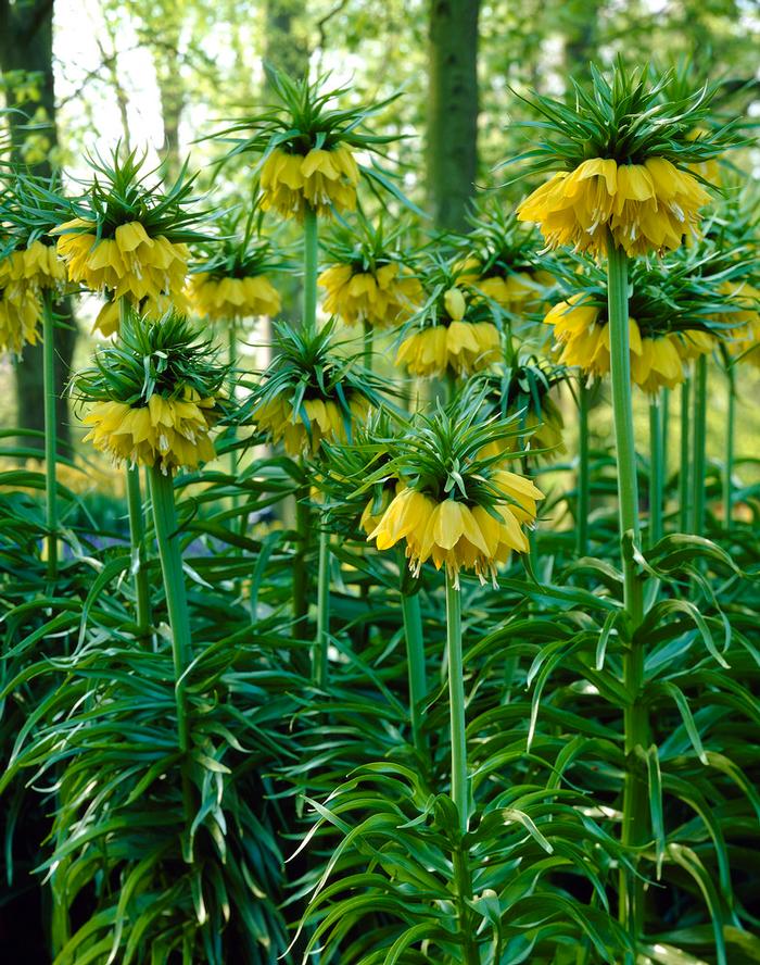 Wholesale Fritillaria Imperialis 'Lutea' - Fritillaria | A.D.R. Bulbs