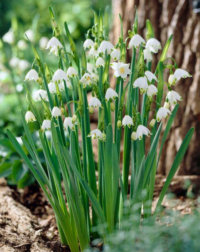 Wholesale Leucojum 'Aestivum' - Giant Snowflake | A.D.R. Bulbs