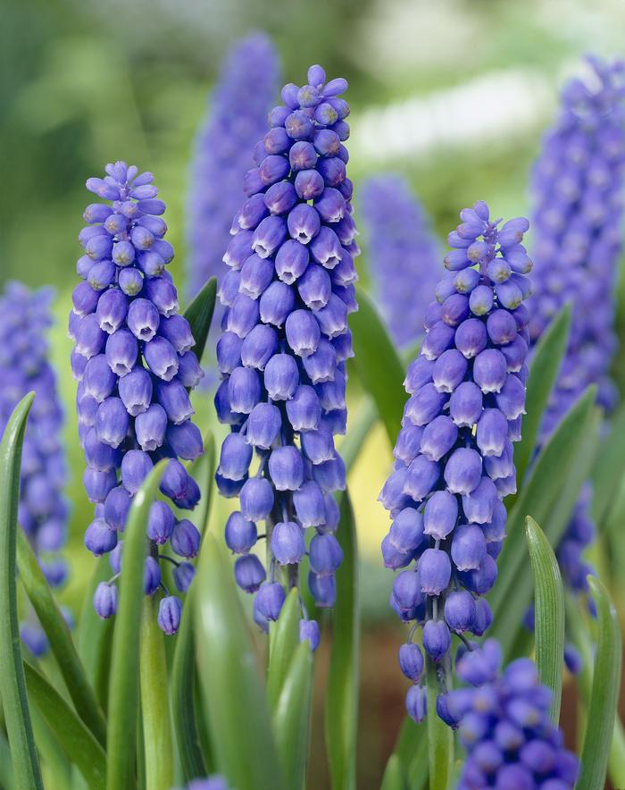 Wholesale Muscari Armeniacum - Grape Hyacinth | A.D.R. Bulbs