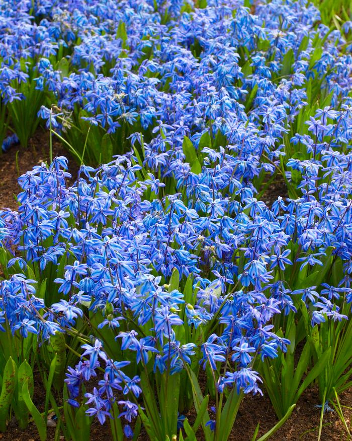 Wholesale Scilla 'Siberica' - Siberian Squill | A.D.R. Bulbs