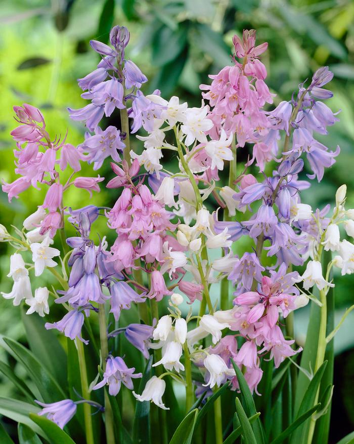 Wholesale Hyacinthoides Hispanica 'Mixture' - Spanish Bluebell | A.D.R. Bulbs