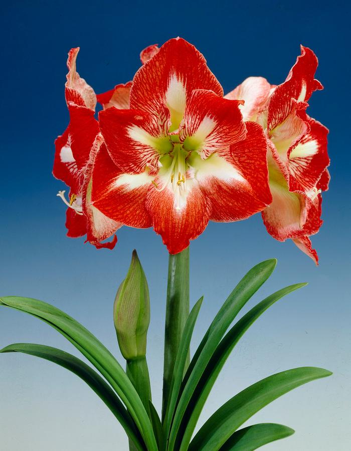 Wholesale Amaryllis Dutch 'Minerva' - Amaryllis | A.D.R. Bulbs