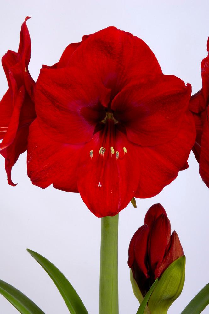 Wholesale Amaryllis Dutch 'Red Lion' - Amaryllis | A.D.R. Bulbs