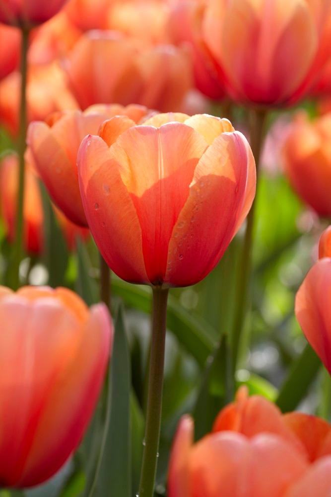 Wholesale Tulipa Darwin Hybrid 'Apricot Impression' - Tulip | A.D.R. Bulbs