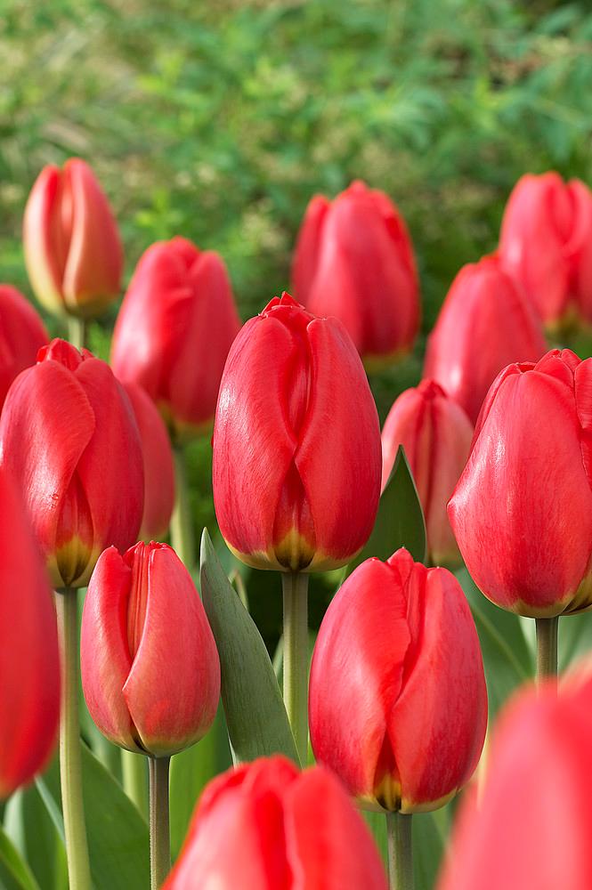 Wholesale Tulipa Darwin Hybrid 'Parade' - Tulip | A.D.R. Bulbs