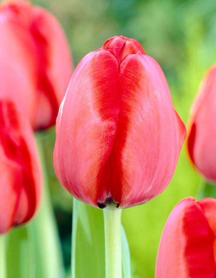 Wholesale Tulipa Darwin Hybrid 'Red Impression' - Tulip | A.D.R. Bulbs