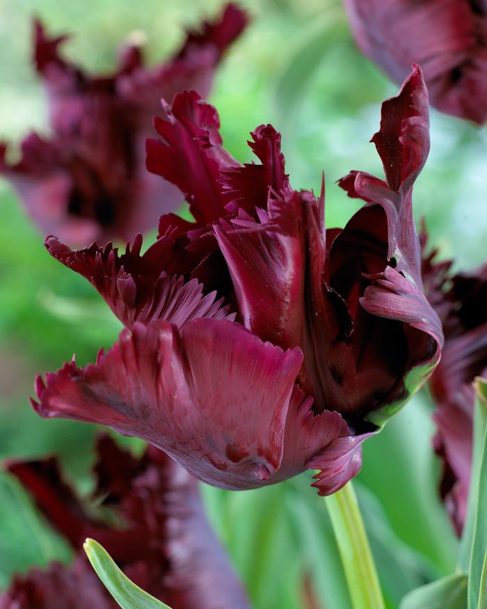 Wholesale Tulipa Parrot 'Black Parrot' - Tulip | A.D.R. Bulbs